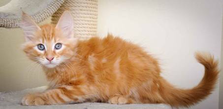 Description: J:\Pictures\K-kull\K-kull_11_weeks\20110117_K-kull_11_weeks_0092.jpg