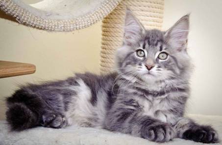 Description: J:\Pictures\K-kull\K-kull_11_weeks\20110117_K-kull_11_weeks_0104.jpg