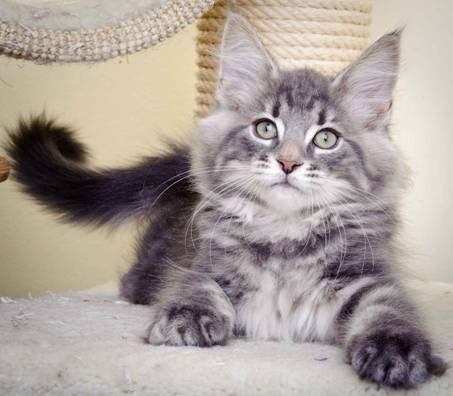 Description: J:\Pictures\K-kull\K-kull_11_weeks\20110117_K-kull_11_weeks_0103.jpg