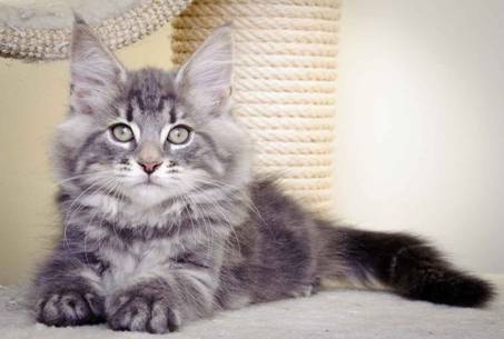 Description: J:\Pictures\K-kull\K-kull_11_weeks\20110117_K-kull_11_weeks_0100.jpg