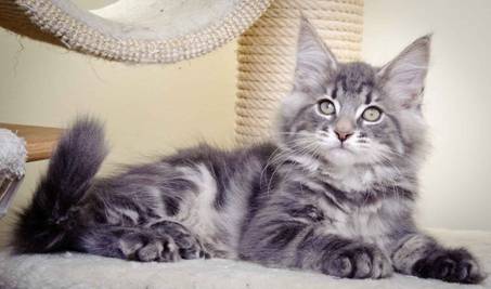 Description: J:\Pictures\K-kull\K-kull_11_weeks\20110117_K-kull_11_weeks_0108.jpg