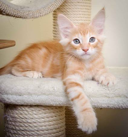 Description: J:\Pictures\K-kull\K-kull_11_weeks\20110117_K-kull_11_weeks_0119.jpg