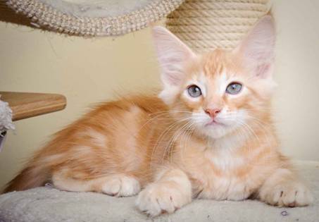 Description: J:\Pictures\K-kull\K-kull_11_weeks\20110117_K-kull_11_weeks_0117.jpg