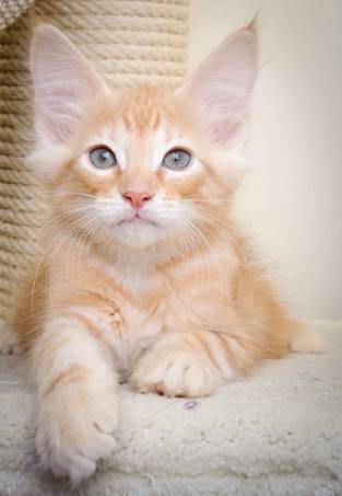 Description: J:\Pictures\K-kull\K-kull_11_weeks\20110117_K-kull_11_weeks_0116.jpg