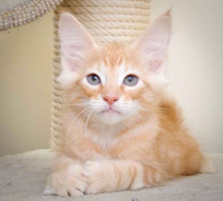 Description: J:\Pictures\K-kull\K-kull_11_weeks\20110117_K-kull_11_weeks_0113.jpg