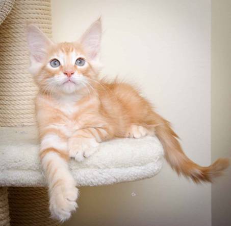 Description: J:\Pictures\K-kull\K-kull_11_weeks\20110117_K-kull_11_weeks_0125.jpg