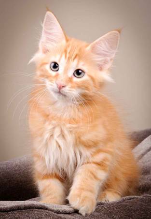 Description: J:\Pictures\K-kull\K-kull_12_weeks\20110126_K-kull_12_weeks_0005.jpg