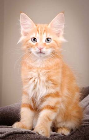 Description: J:\Pictures\K-kull\K-kull_12_weeks\20110126_K-kull_12_weeks_0004.jpg