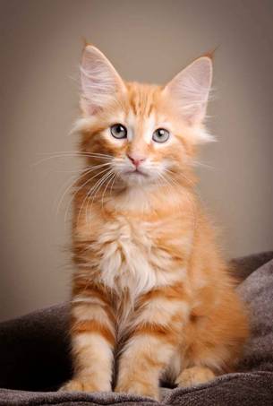 Description: J:\Pictures\K-kull\K-kull_12_weeks\20110126_K-kull_12_weeks_0009.jpg