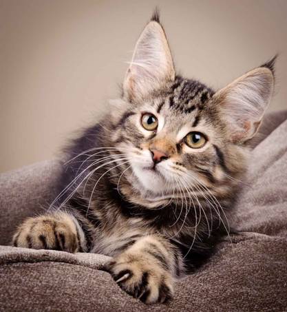 Description: J:\Pictures\K-kull\K-kull_12_weeks\20110126_K-kull_12_weeks_0021.jpg