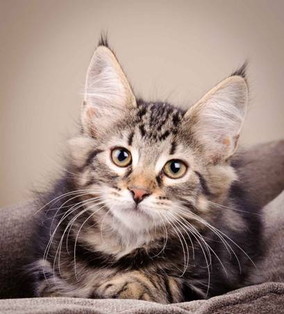 Description: J:\Pictures\K-kull\K-kull_12_weeks\20110126_K-kull_12_weeks_0012.jpg