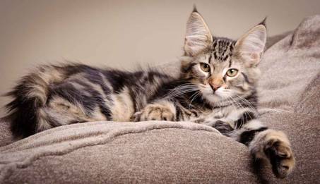 Description: J:\Pictures\K-kull\K-kull_12_weeks\20110126_K-kull_12_weeks_0028.jpg