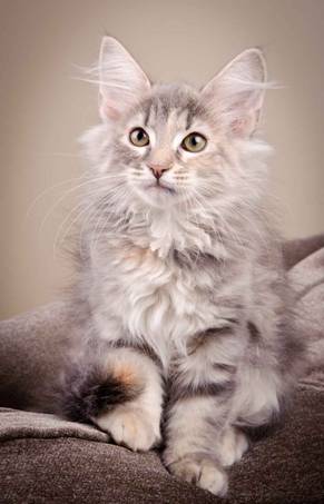 Description: J:\Pictures\K-kull\K-kull_12_weeks\20110126_K-kull_12_weeks_0034.jpg