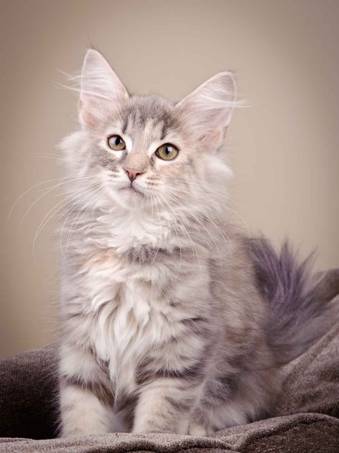 Description: J:\Pictures\K-kull\K-kull_12_weeks\20110126_K-kull_12_weeks_0031.jpg