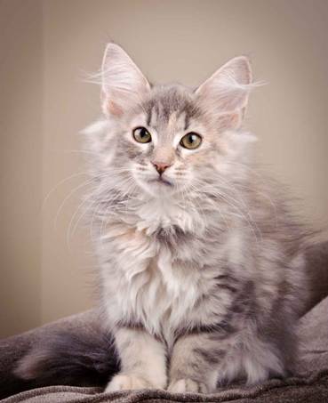 Description: J:\Pictures\K-kull\K-kull_12_weeks\20110126_K-kull_12_weeks_0037.jpg