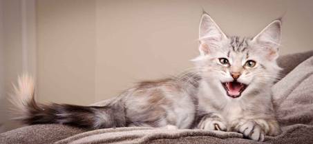 Description: J:\Pictures\K-kull\K-kull_12_weeks\20110126_K-kull_12_weeks_0053.jpg