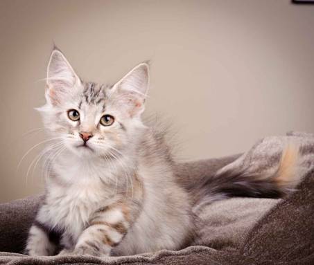 Description: J:\Pictures\K-kull\K-kull_12_weeks\20110126_K-kull_12_weeks_0046.jpg