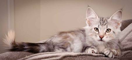 Description: J:\Pictures\K-kull\K-kull_12_weeks\20110126_K-kull_12_weeks_0055.jpg