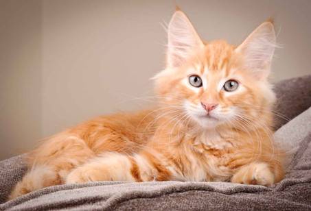 Description: J:\Pictures\K-kull\K-kull_12_weeks\20110126_K-kull_12_weeks_0063.jpg