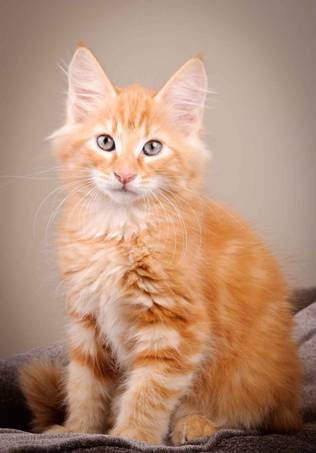 Description: J:\Pictures\K-kull\K-kull_12_weeks\20110126_K-kull_12_weeks_0060.jpg