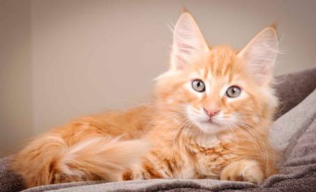 Description: J:\Pictures\K-kull\K-kull_12_weeks\20110126_K-kull_12_weeks_0067.jpg