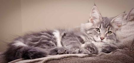 Description: J:\Pictures\K-kull\K-kull_12_weeks\20110126_K-kull_12_weeks_0082.jpg