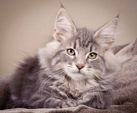 Description: J:\Pictures\K-kull\K-kull_12_weeks\20110126_K-kull_12_weeks_0078.jpg