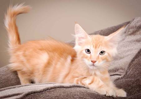 Description: J:\Pictures\K-kull\K-kull_12_weeks\20110126_K-kull_12_weeks_0094.jpg