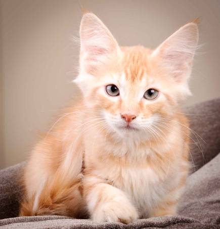 Description: J:\Pictures\K-kull\K-kull_12_weeks\20110126_K-kull_12_weeks_0103.jpg