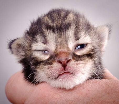 Description: Description: J:\Pictures\K-kull\K-kull_1_week\20101108_K-kull_1_week_0019.jpg