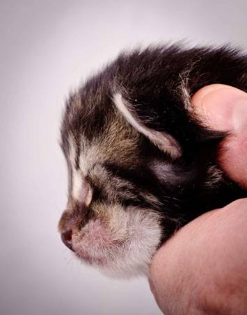 Description: Description: J:\Pictures\K-kull\K-kull_1_week\20101108_K-kull_1_week_0016.jpg