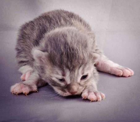 Description: Description: J:\Pictures\K-kull\K-kull_1_week\20101108_K-kull_1_week_0022.jpg