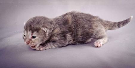 Description: Description: J:\Pictures\K-kull\K-kull_1_week\20101108_K-kull_1_week_0030.jpg