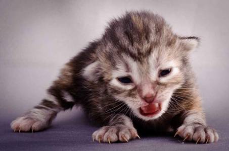 Description: Description: J:\Pictures\K-kull\K-kull_1_week\20101108_K-kull_1_week_0035.jpg