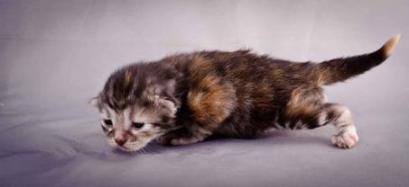 Description: Description: J:\Pictures\K-kull\K-kull_1_week\20101108_K-kull_1_week_0042.jpg