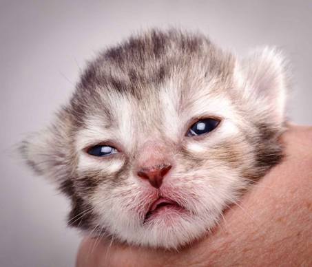 Description: Description: J:\Pictures\K-kull\K-kull_1_week\20101108_K-kull_1_week_0041.jpg