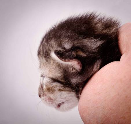 Description: Description: J:\Pictures\K-kull\K-kull_1_week\20101108_K-kull_1_week_0039.jpg