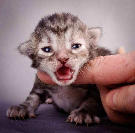 Description: Description: J:\Pictures\K-kull\K-kull_1_week\20101108_K-kull_1_week_0037.jpg