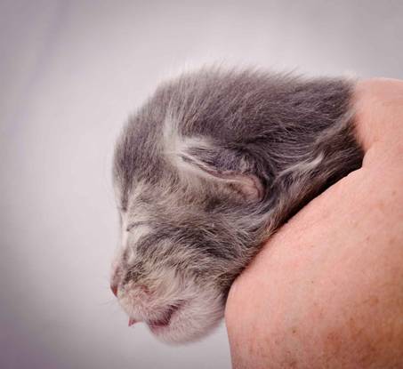 Description: Description: J:\Pictures\K-kull\K-kull_1_week\20101108_K-kull_1_week_0051.jpg