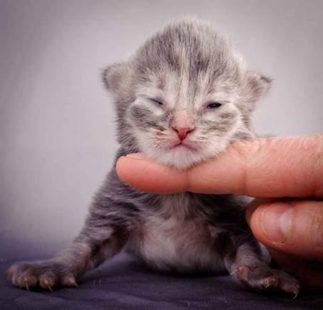 Description: Description: J:\Pictures\K-kull\K-kull_1_week\20101108_K-kull_1_week_0050.jpg