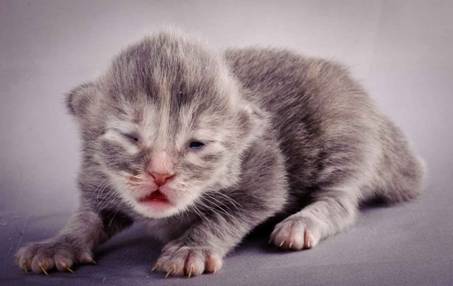 Description: Description: J:\Pictures\K-kull\K-kull_1_week\20101108_K-kull_1_week_0054.jpg