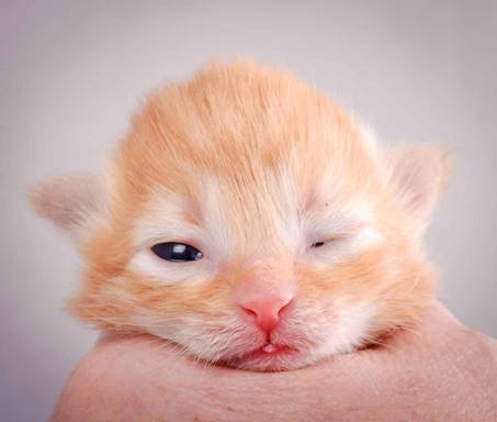 Description: Description: J:\Pictures\K-kull\K-kull_1_week\20101108_K-kull_1_week_0065.jpg