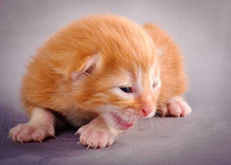 Description: Description: J:\Pictures\K-kull\K-kull_1_week\20101108_K-kull_1_week_0058.jpg