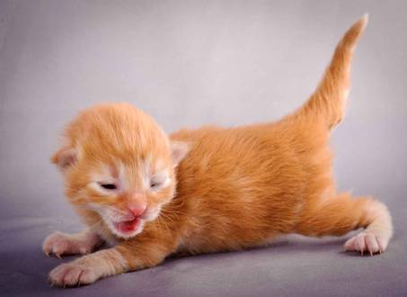 Description: Description: J:\Pictures\K-kull\K-kull_1_week\20101108_K-kull_1_week_0068.jpg