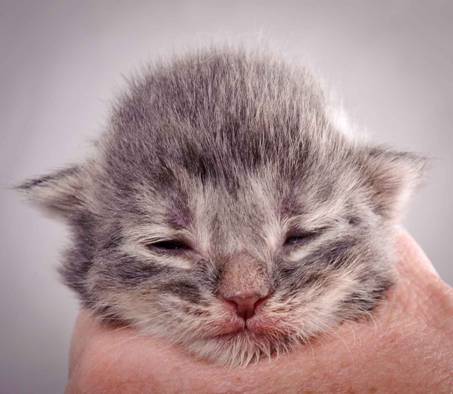 Description: Description: J:\Pictures\K-kull\K-kull_1_week\20101108_K-kull_1_week_0077.jpg