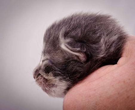 Description: Description: J:\Pictures\K-kull\K-kull_1_week\20101108_K-kull_1_week_0076.jpg