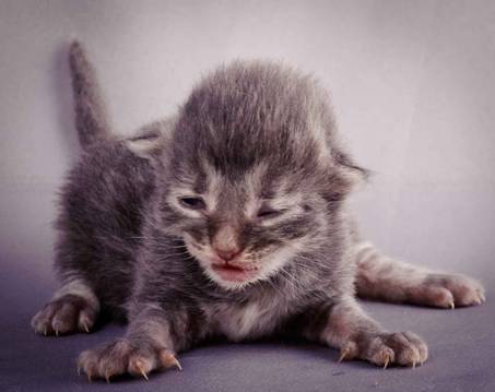 Description: Description: J:\Pictures\K-kull\K-kull_1_week\20101108_K-kull_1_week_0070.jpg