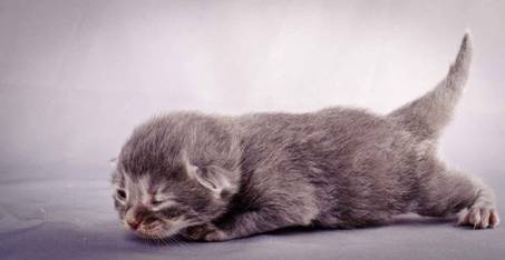 Description: Description: J:\Pictures\K-kull\K-kull_1_week\20101108_K-kull_1_week_0081.jpg