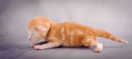 Description: Description: J:\Pictures\K-kull\K-kull_1_week\20101108_K-kull_1_week_0092.jpg