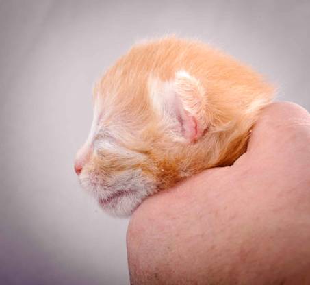 Description: Description: J:\Pictures\K-kull\K-kull_1_week\20101108_K-kull_1_week_0089.jpg